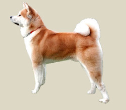 Akita Inu