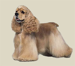 American Cocker Spaniel