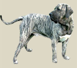 Fila Brasileiro